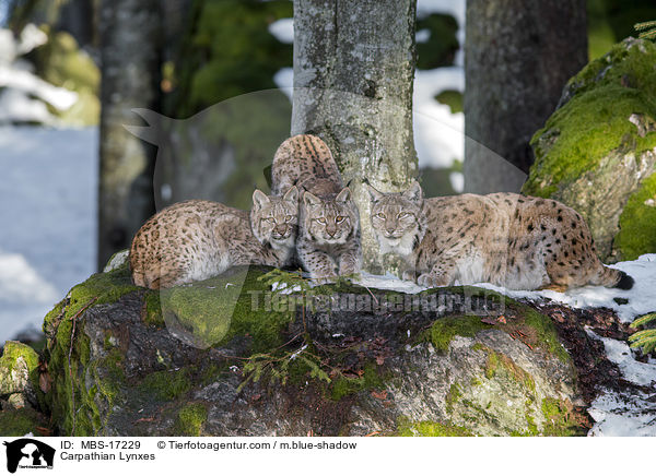 Karpatenluchse / Carpathian Lynxes / MBS-17229
