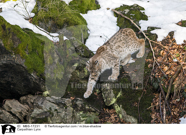 Karpatenluchs / Carpathian Lynx / MBS-17231