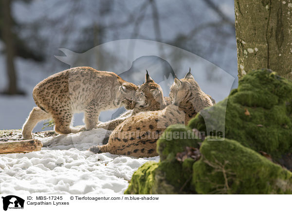 Carpathian Lynxes / MBS-17245