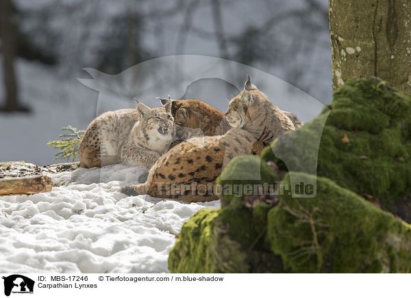 Karpatenluchse / Carpathian Lynxes / MBS-17246
