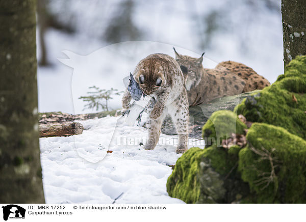 Karpatenluchse / Carpathian Lynxes / MBS-17252