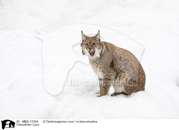 Carpathian Lynx / MBS-17264