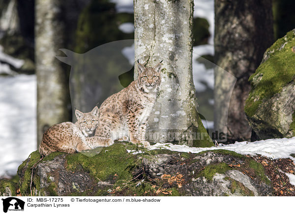 Karpatenluchse / Carpathian Lynxes / MBS-17275