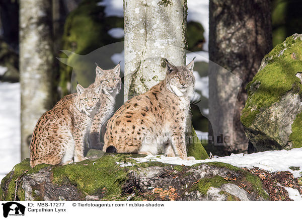 Carpathian Lynx / MBS-17277