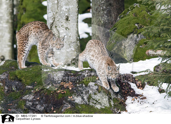 Carpathian Lynxes / MBS-17281
