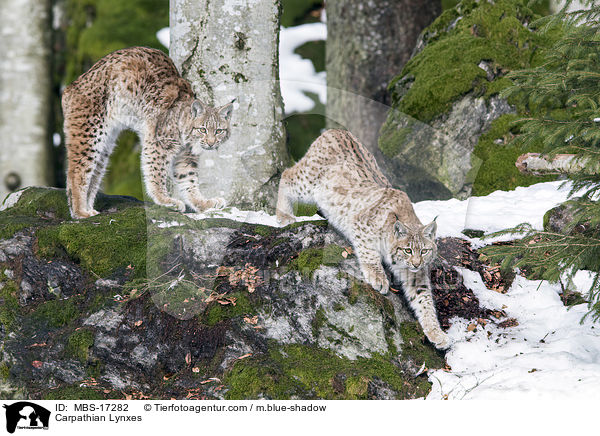 Carpathian Lynxes / MBS-17282