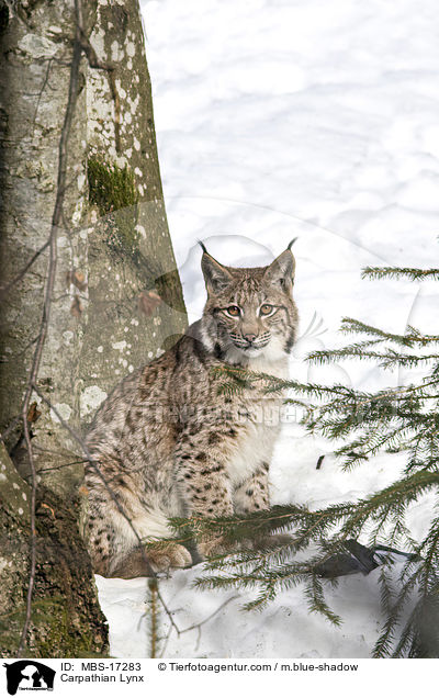 Carpathian Lynx / MBS-17283