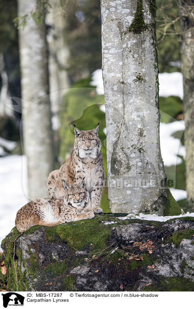 Karpatenluchse / Carpathian Lynxes / MBS-17287