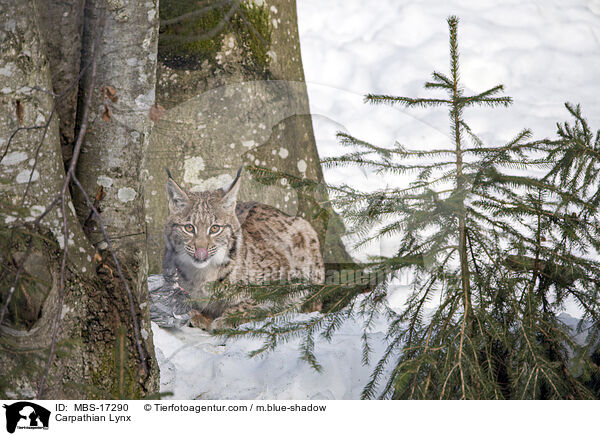 Carpathian Lynx / MBS-17290