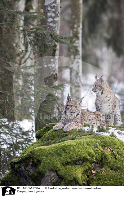 Karpatenluchse / Carpathian Lynxes / MBS-17304