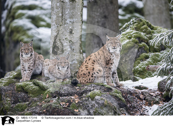 Karpatenluchse / Carpathian Lynxes / MBS-17316