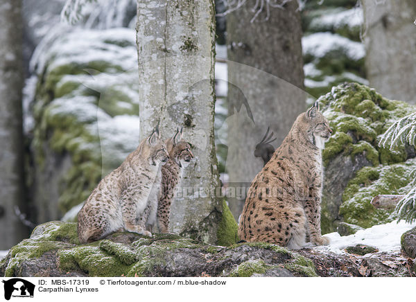 Karpatenluchse / Carpathian Lynxes / MBS-17319