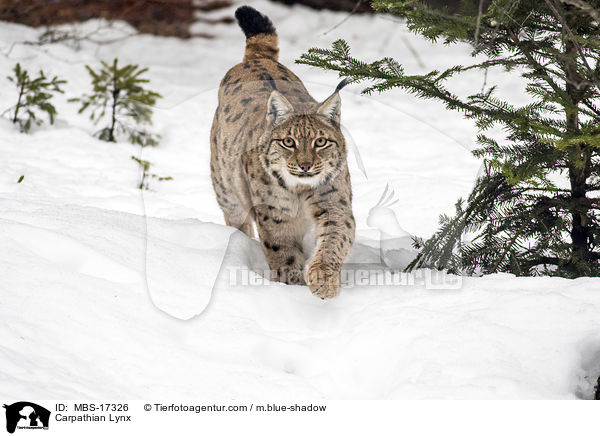 Karpatenluchs / Carpathian Lynx / MBS-17326