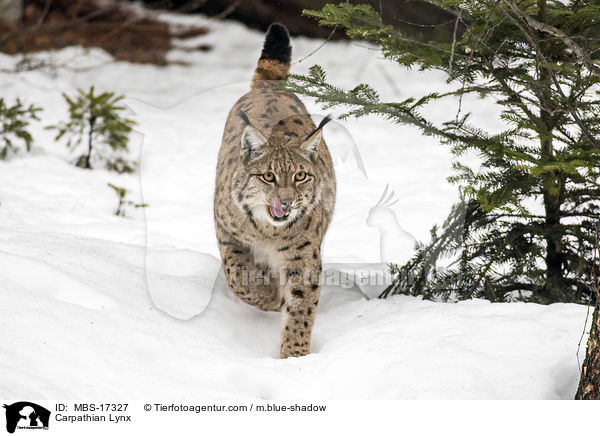 Karpatenluchs / Carpathian Lynx / MBS-17327