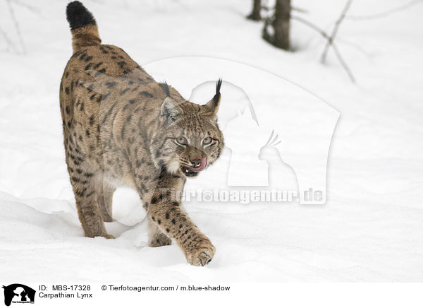 Karpatenluchs / Carpathian Lynx / MBS-17328