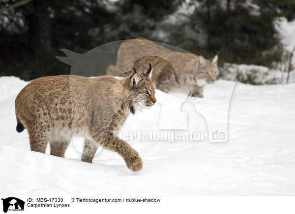 Karpatenluchse / Carpathian Lynxes / MBS-17330