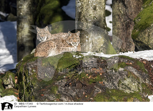 Karpatenluchse / Carpathian Lynxes / MBS-17340