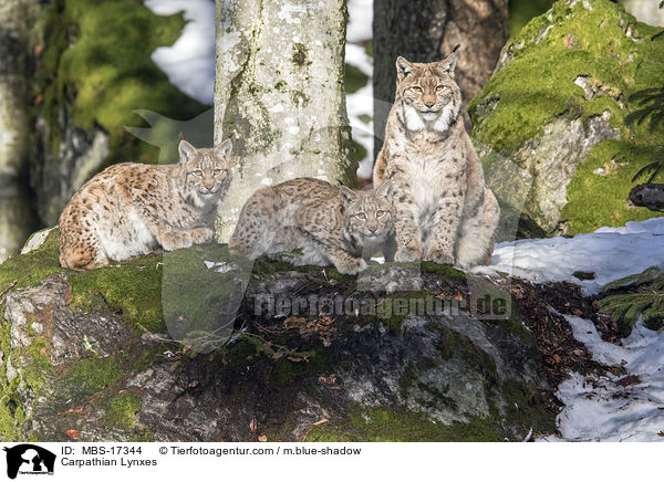 Karpatenluchse / Carpathian Lynxes / MBS-17344