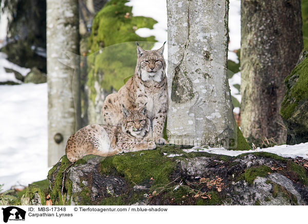 Karpatenluchse / Carpathian Lynxes / MBS-17348