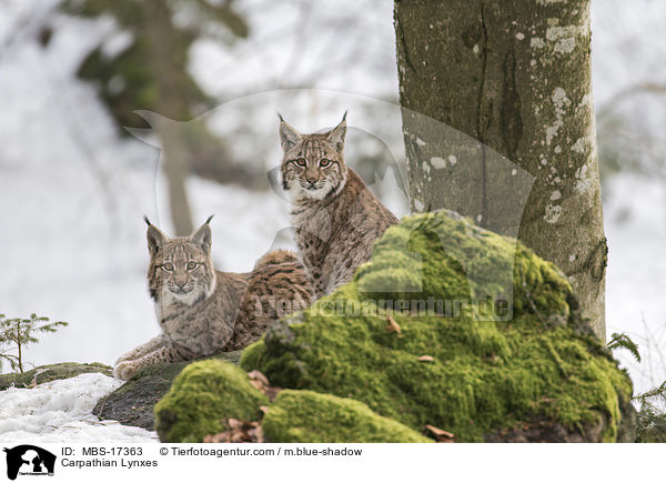 Karpatenluchse / Carpathian Lynxes / MBS-17363