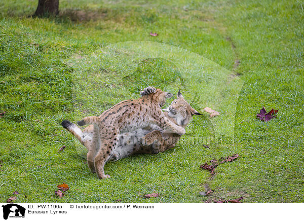 Europische Luchse / Eurasian Lynxes / PW-11905