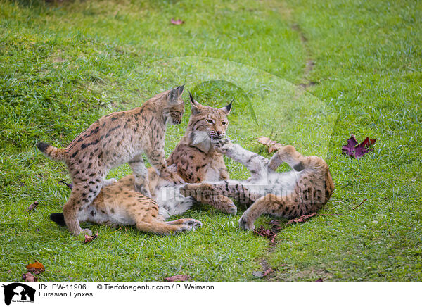 Europische Luchse / Eurasian Lynxes / PW-11906