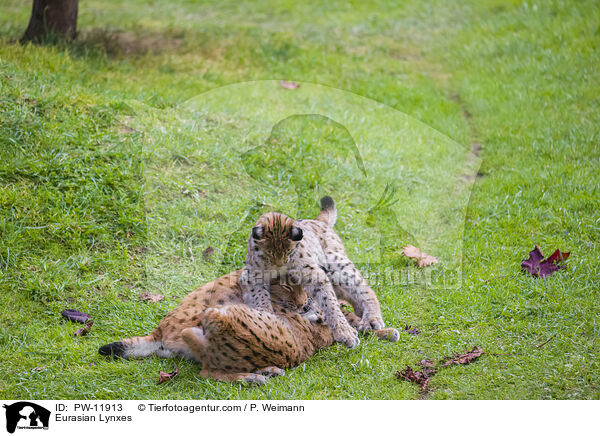 Europische Luchse / Eurasian Lynxes / PW-11913