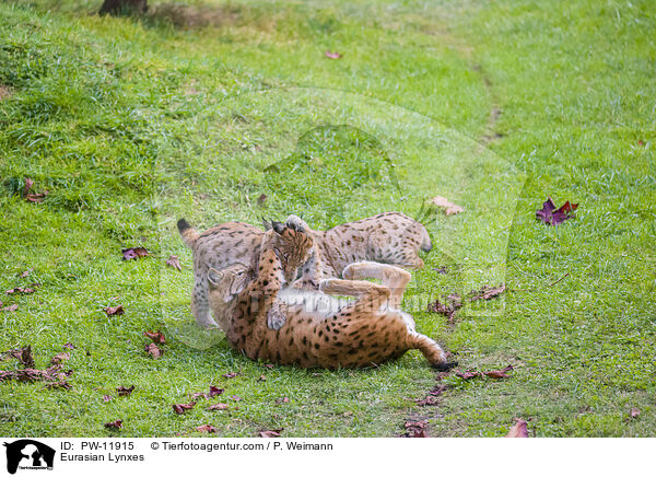 Europische Luchse / Eurasian Lynxes / PW-11915