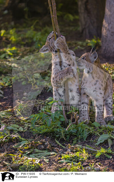 Europische Luchse / Eurasian Lynxes / PW-11935