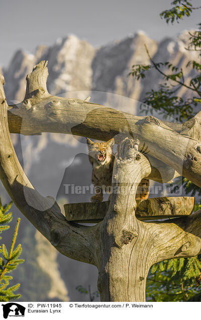 Europischer Luchs / Eurasian Lynx / PW-11945