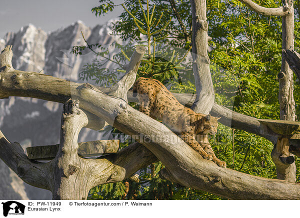 Europischer Luchs / Eurasian Lynx / PW-11949