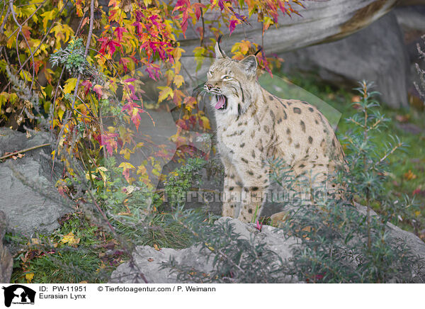 Eurasian Lynx / PW-11951
