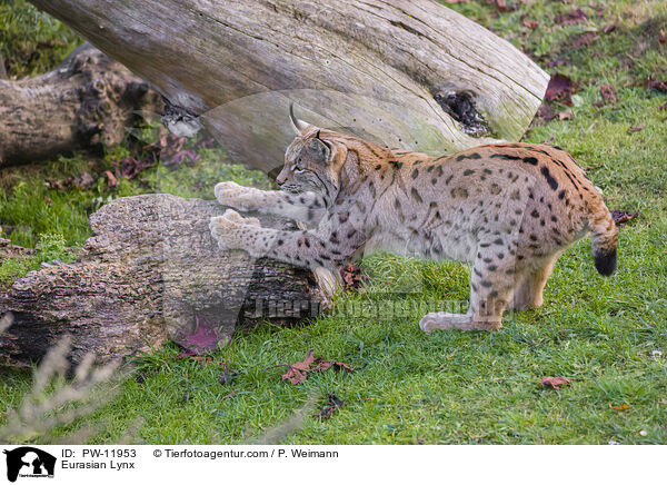 Europischer Luchs / Eurasian Lynx / PW-11953