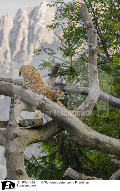 Europischer Luchs / Eurasian Lynx / PW-11961