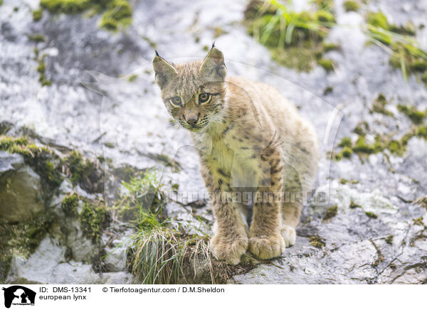 Europischer Luchs / european lynx / DMS-13341