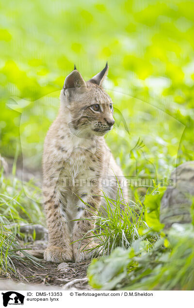 Europischer Luchs / european lynx / DMS-13353
