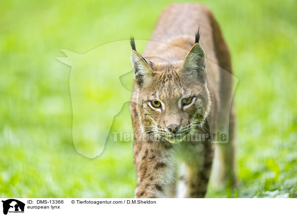 Europischer Luchs / european lynx / DMS-13366
