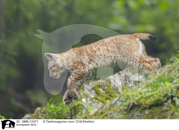 Europischer Luchs / european lynx / DMS-13371