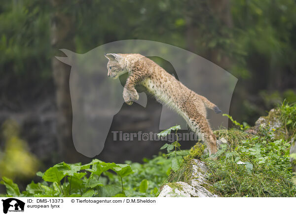 european lynx / DMS-13373