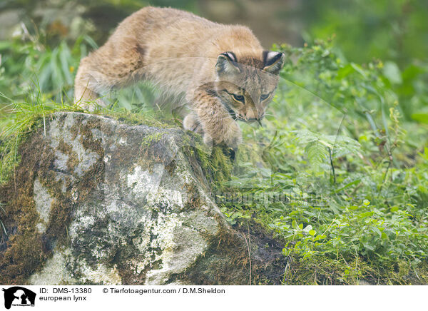 Europischer Luchs / european lynx / DMS-13380
