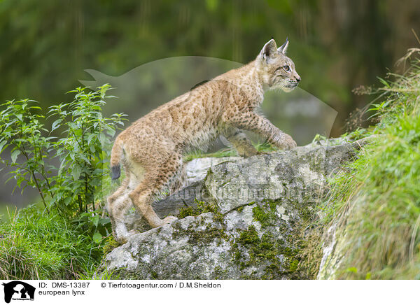 Europischer Luchs / european lynx / DMS-13387