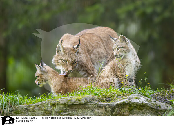 Europischer Luchs / european lynx / DMS-13389