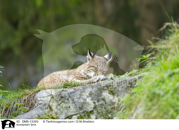 Europischer Luchs / european lynx / DMS-13393