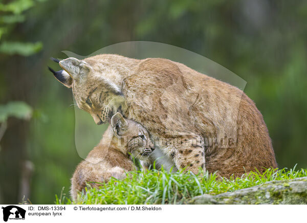 Europischer Luchs / european lynx / DMS-13394