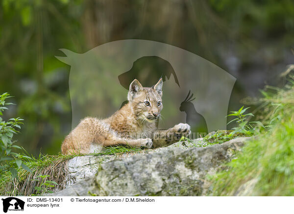 european lynx / DMS-13401
