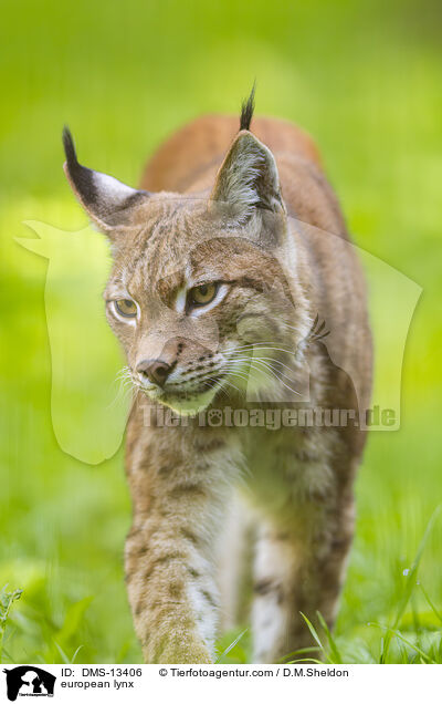 european lynx / DMS-13406