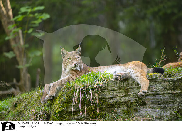 Europischer Luchs / european lynx / DMS-13408