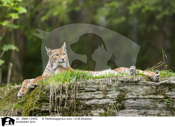 Europischer Luchs / european lynx / DMS-13442