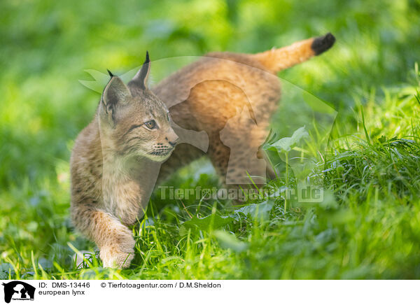 Europischer Luchs / european lynx / DMS-13446