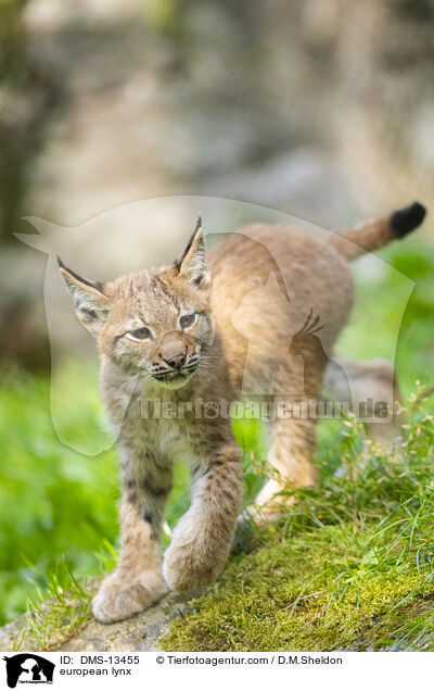 Europischer Luchs / european lynx / DMS-13455